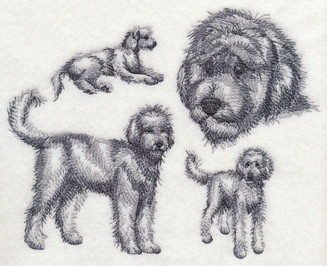 Goldendoodle Sketch