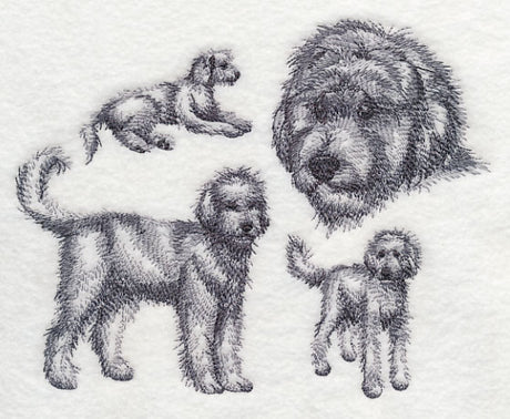 Goldendoodle Sketch