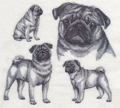 Pug Sketch