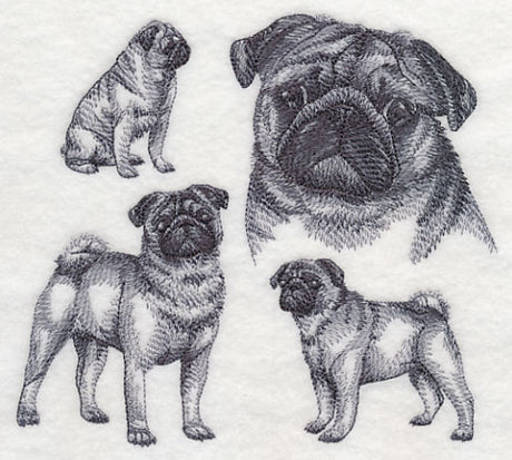 Pug Sketch
