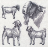 Boer Goat Sketch
