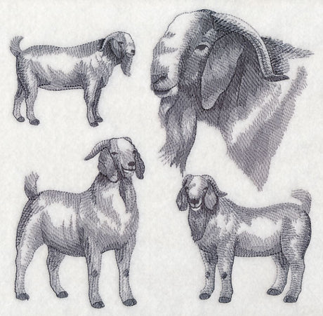 Boer Goat Sketch