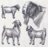 Boer Goat Sketch