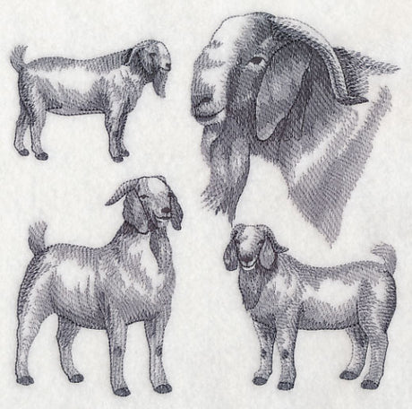 Boer Goat Sketch