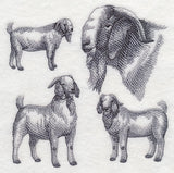 Boer Goat Sketch
