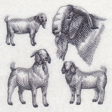 Boer Goat Sketch