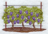 Grape Vines - No Text