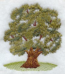 Olive Tree - No Text