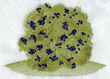 Blueberry Bush - No Text