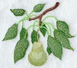 Pear Branch - No Text