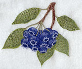 Blueberries - No Text