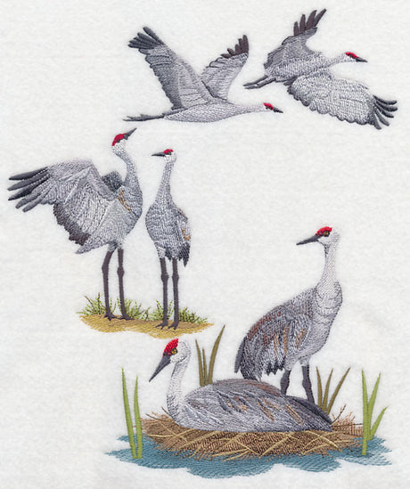 Sandhill Crane Collage