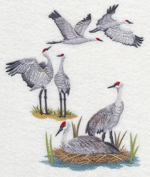 Sandhill Crane Collage