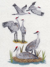 Sandhill Crane Collage