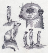 Meerkat Sketch