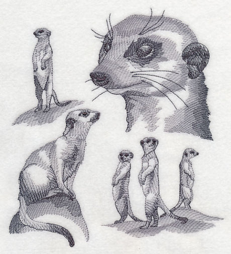 Meerkat Sketch