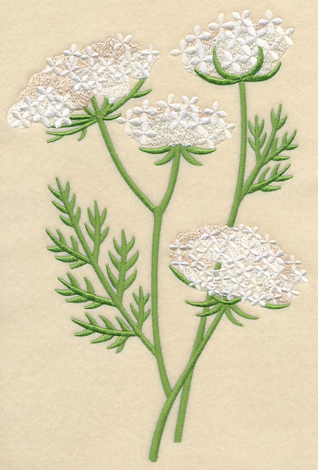 Queen Anne's Lace 1