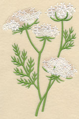Queen Anne's Lace 1