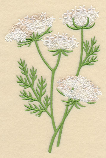 Queen Anne's Lace 1