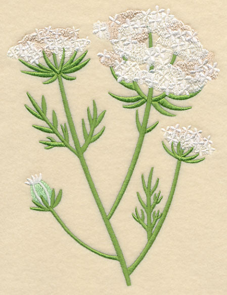 Queen Anne's Lace 2