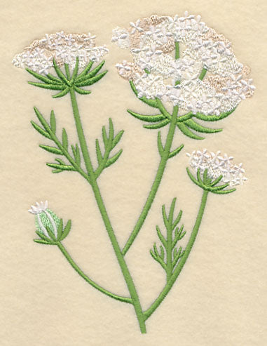 Queen Anne's Lace 2
