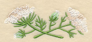 Queen Anne's Lace Border