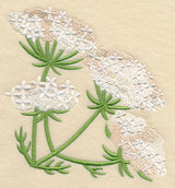 Queen Anne's Lace Corner