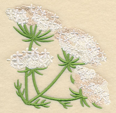 Queen Anne's Lace Corner