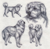 Great Pyrenees Sketch