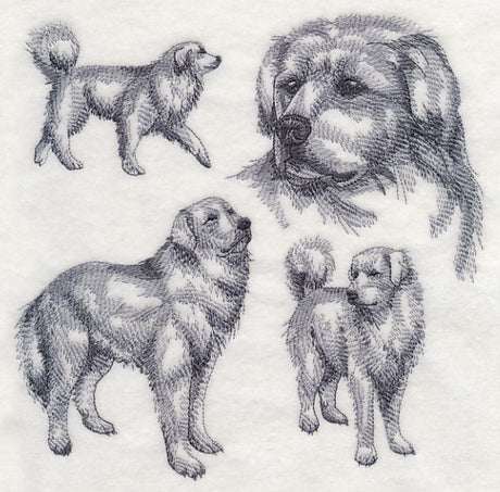 Great Pyrenees Sketch