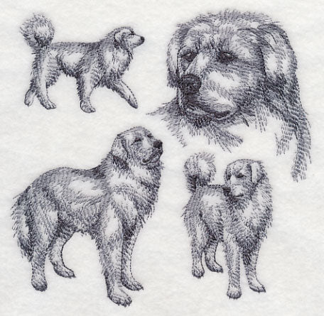 Great Pyrenees Sketch