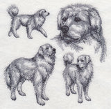 Great Pyrenees Sketch