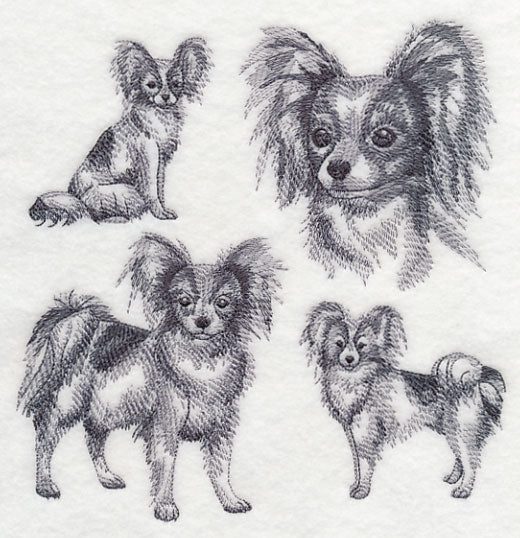 Papillon Sketch