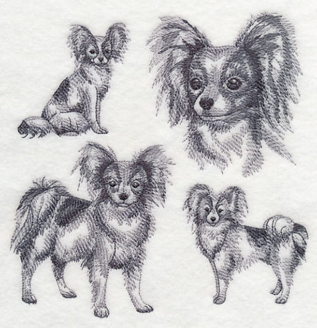 Papillon Sketch
