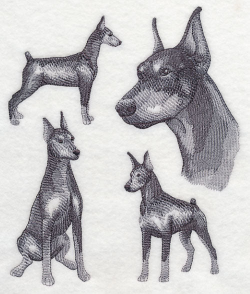 Doberman Sketch (Docked Tail and Cropped Ears)