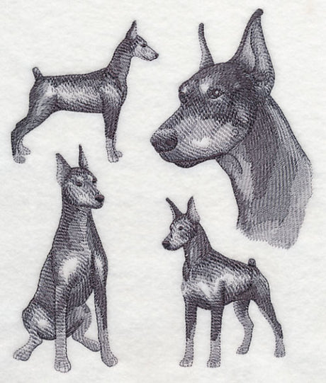 Doberman Sketch (Docked Tail and Cropped Ears)