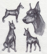 Doberman Sketch (Docked Tail and Cropped Ears)