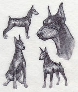 Doberman Sketch (Docked Tail and Cropped Ears)