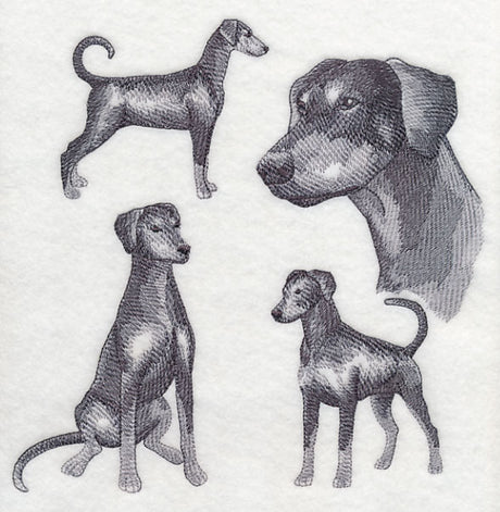 Doberman Sketch (Full Tail and Ears)