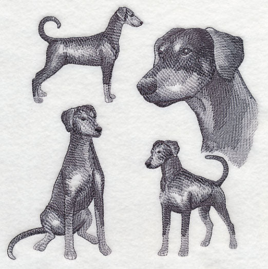 Doberman Sketch (Full Tail and Ears)