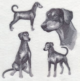 Doberman Sketch (Full Tail and Ears)