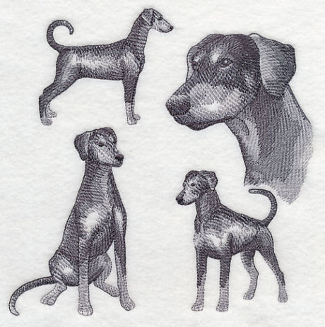 Doberman Sketch (Full Tail and Ears)