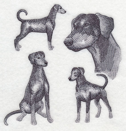 Doberman Sketch (Full Tail and Ears)