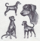 Doberman Sketch (Full Tail and Ears)