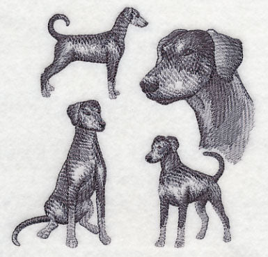 Doberman Sketch (Full Tail and Ears)