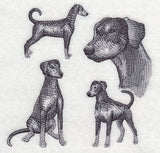 Doberman Sketch (Full Tail and Ears)