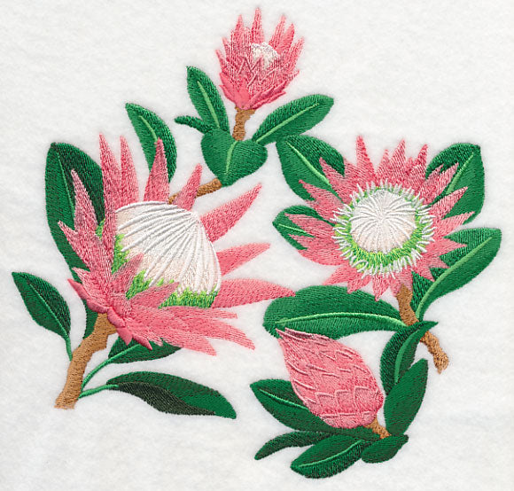 Protea Flower Collage