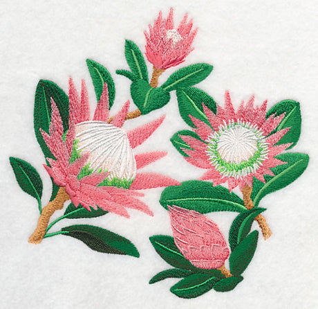 Protea Flower Collage