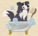 Border Collie in a Tub