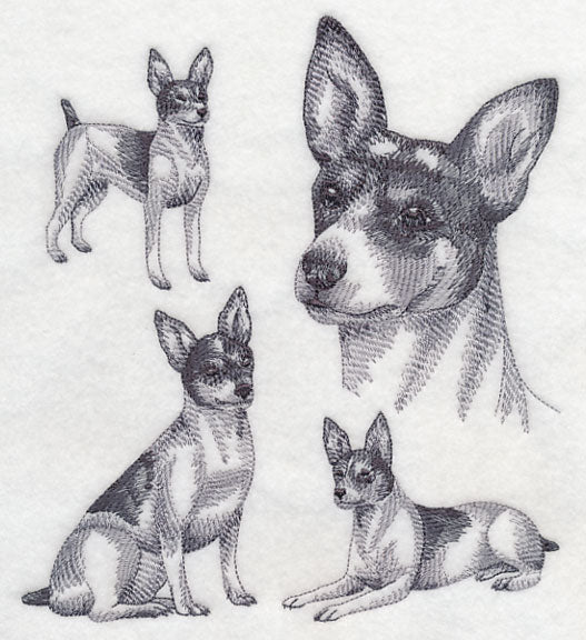 Rat Terrier Sketch